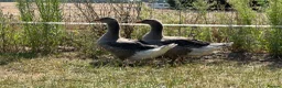 Geese poultry for sale: Sold … - Advert 5