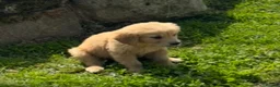 Mini Goldendoodle dogs for sale:   Like owning a miniature fluffy Golden Retriever - Advert 24