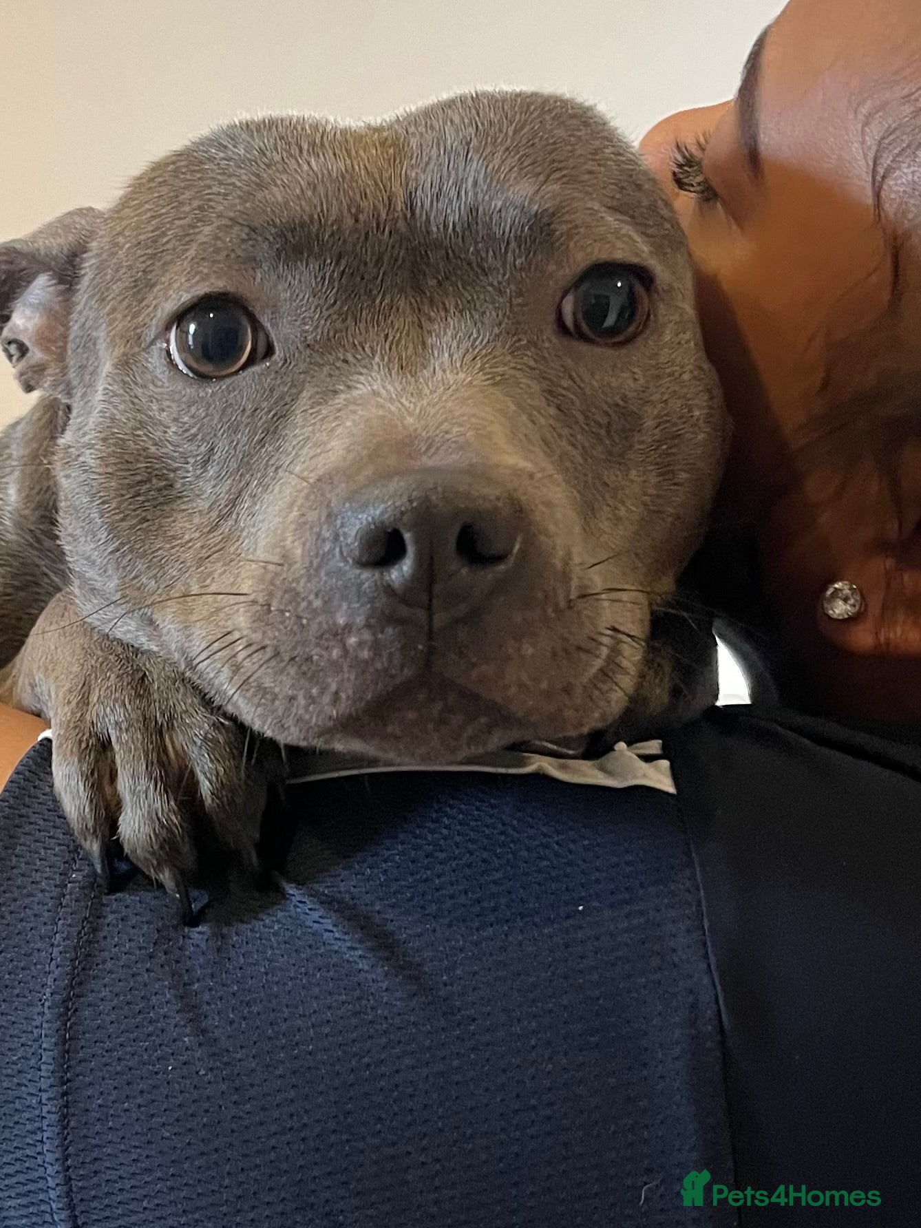 Staffordshire Bull Terrier dogs Female Blue Staffordshire Bull Terrier - Advert 2