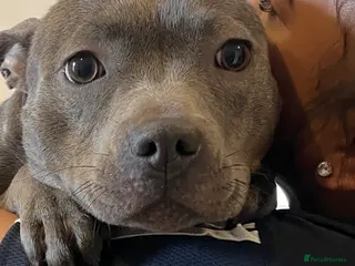 Staffordshire Bull Terrier dogs Female Blue Staffordshire Bull Terrier - Advert 2