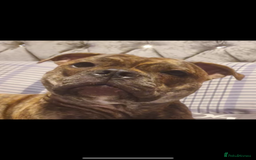 Staffordshire Bull Terrier dogs for sale: Female Staffy Pup  - Advert 3