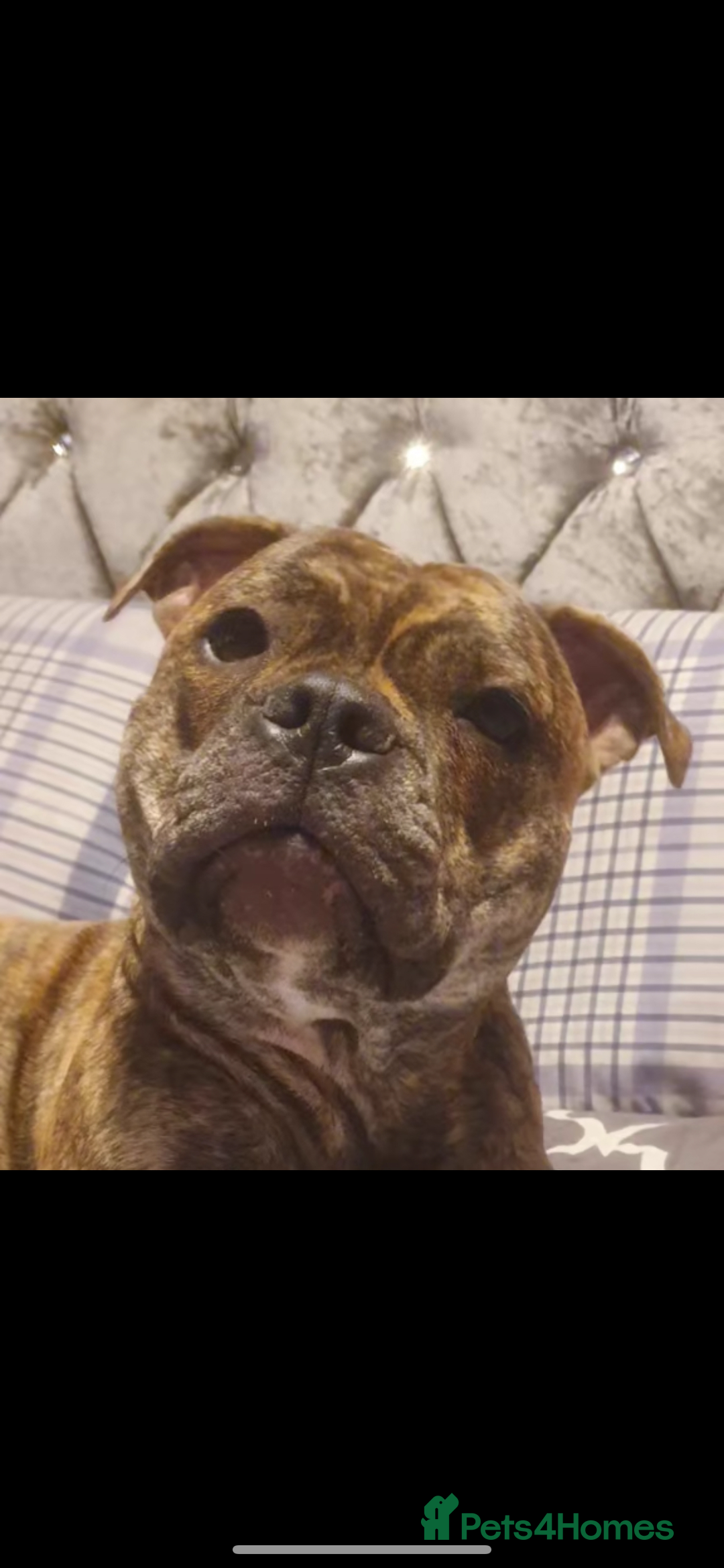 Staffordshire Bull Terrier dogs for sale: Female Staffy Pup  - Advert 3