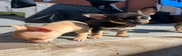 Chihuahua dogs for stud: Chihuahua stud (Romeo) - Advert 11
