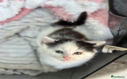 Mixed Breed cats for sale: Lovely kittens  - Image 8