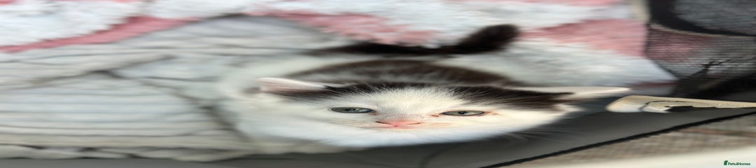 Mixed Breed Kitten 2