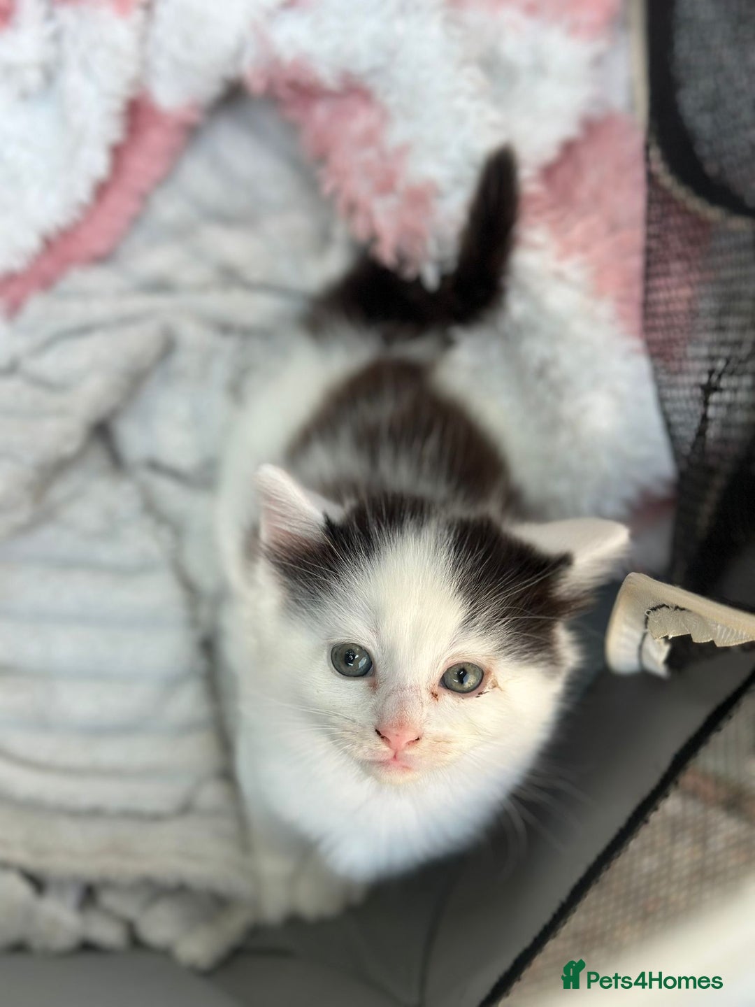 Mixed Breed cats for sale: Lovely kittens  - Image 8