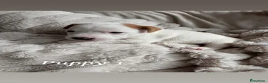 Jack Russell 1
