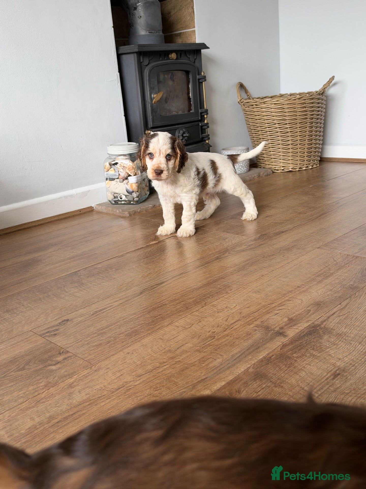 Cocker Spaniel dogs 🐾 SHOW COCKER SPANIEL PUPPIES FORSALE 🐾  - Advert 2