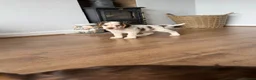 Cocker Spaniel dogs for sale: 🐾 SHOW COCKER SPANIEL PUPPIES FORSALE 🐾  - Advert 2