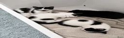 Mixed Breed cats for sale: 4 gorgeous female black and white kittens. - Advert 8