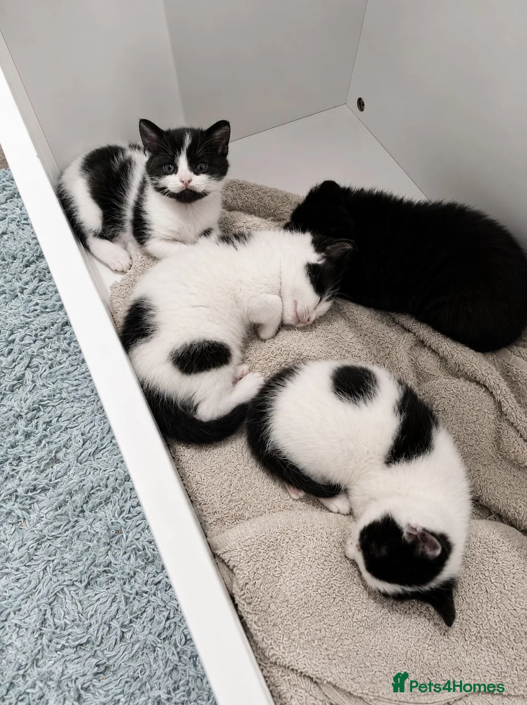 Mixed Breed cats for sale: 4 gorgeous female black and white kittens. - Advert 8