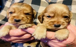Cocker Spaniel dogs for sale: lyncham cocker spaniels - Image 10