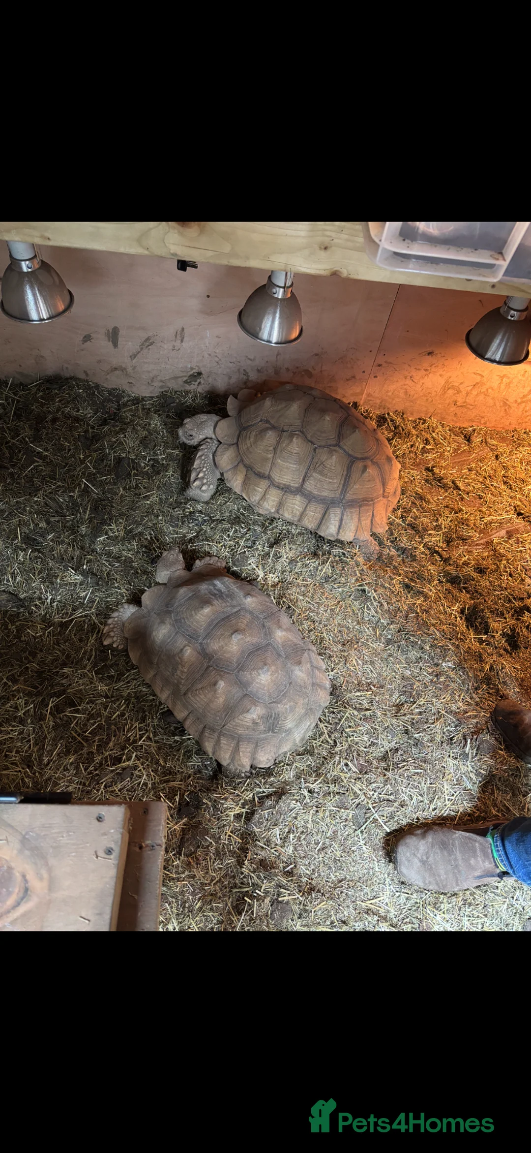 Tortoise reptiles for sale: African spur, Sulcata hatchlings - Advert 6