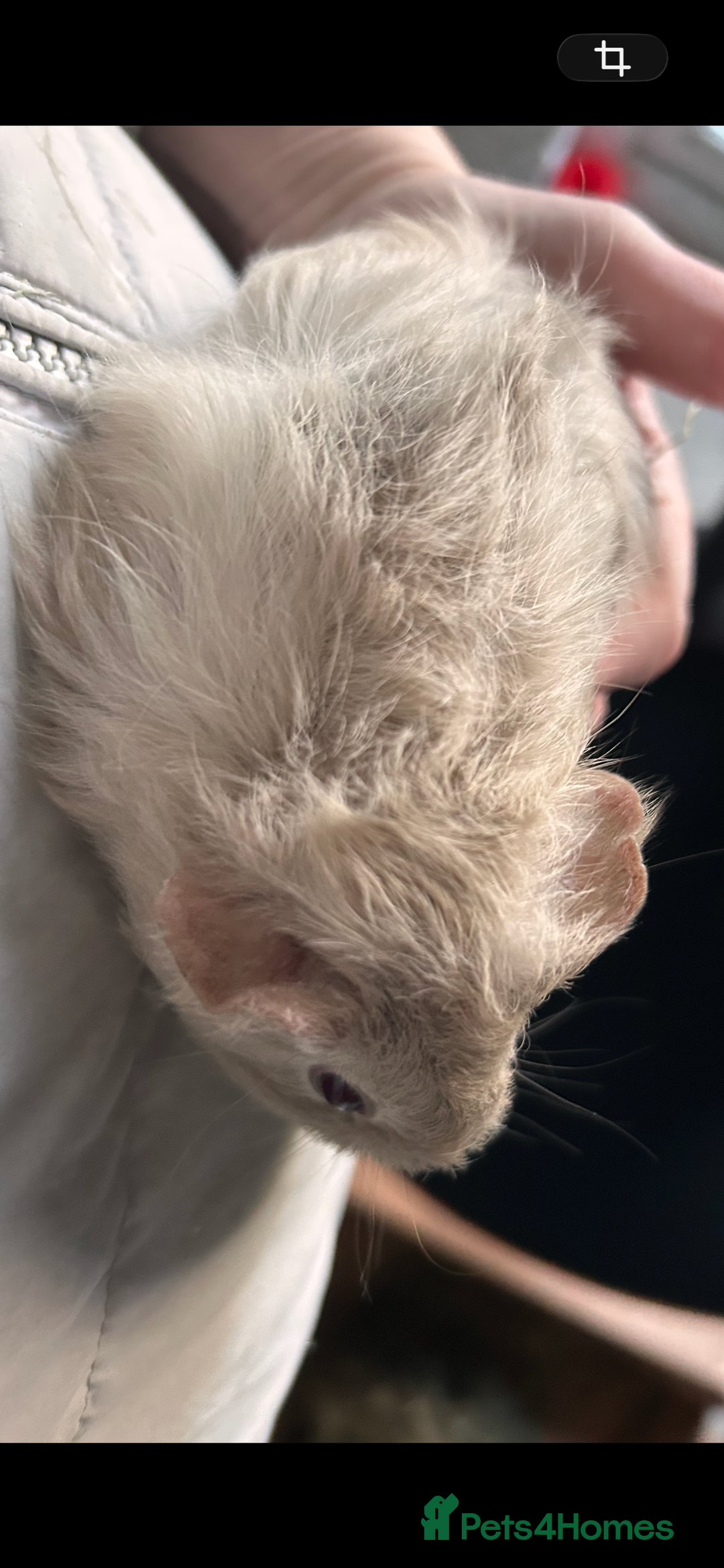 Guinea Pig rodents for sale: Baby guinea pigs - Advert 3