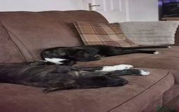 Mixed Breed dogs for sale: Staffordshire bull terrier cross German Shepherd - Image 1