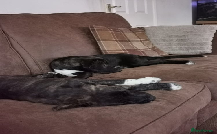 Mixed Breed dogs - Advert 13