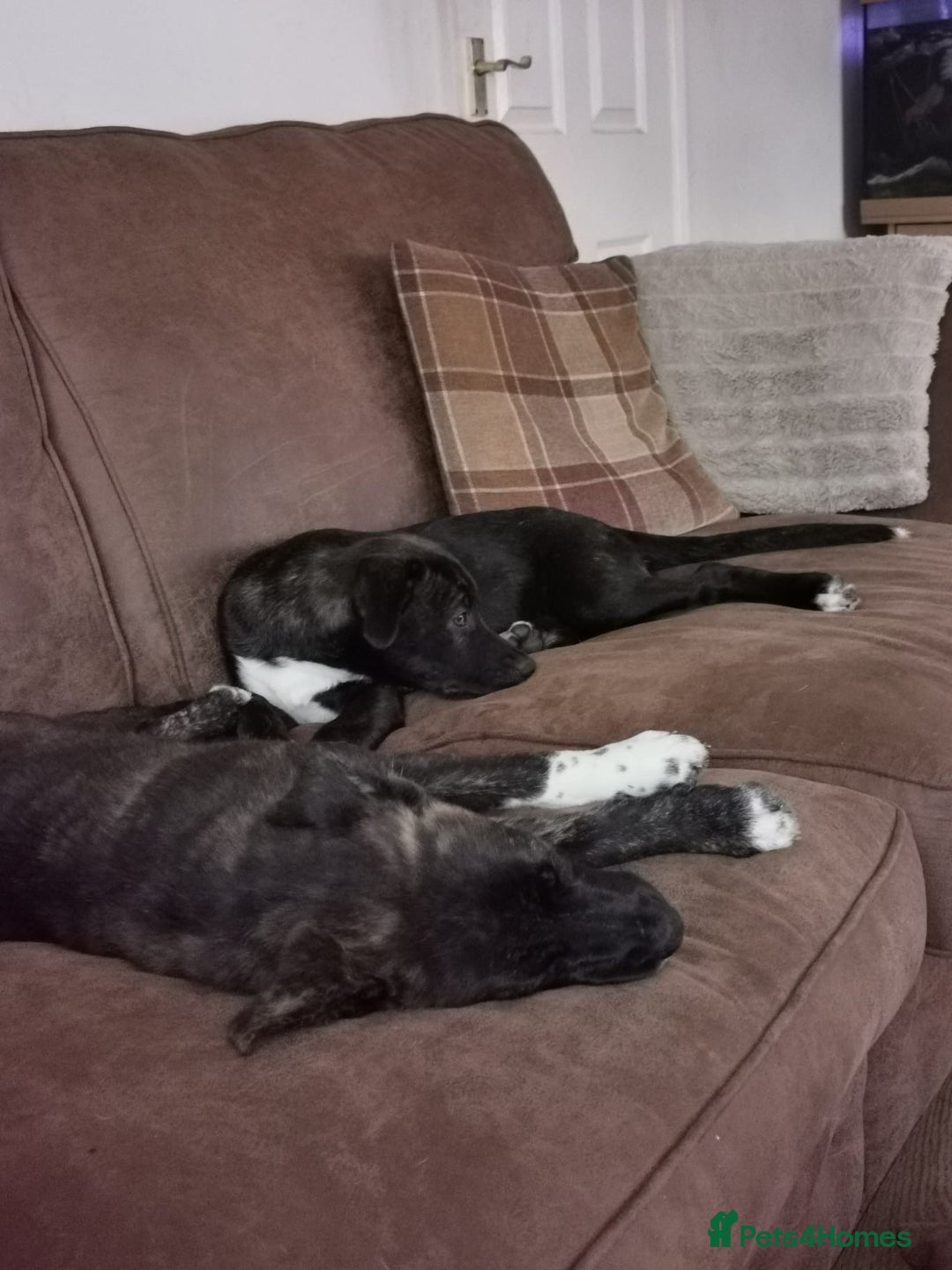 Mixed Breed dogs for sale: Staffordshire bull terrier cross German Shepherd - Image 1
