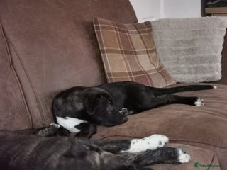 Mixed Breed dogs - Advert 23