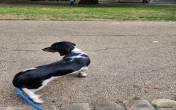 Dachshund dogs for sale: White/Black/Tan,gray long-haired dachshund puppies - Image 17