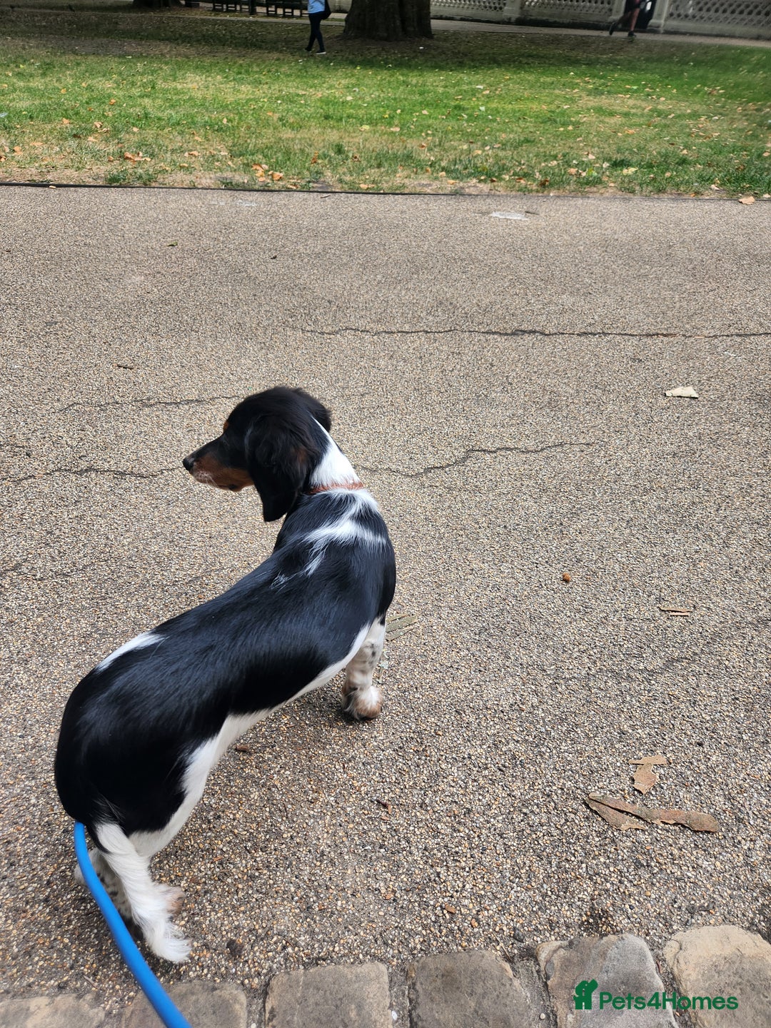 Dachshund dogs for sale: White/Black/Tan,gray long-haired dachshund puppies - Image 17