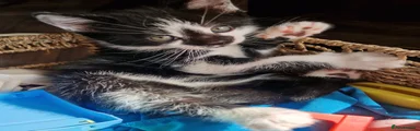 Gizmo