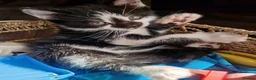 Mixed Breed cats for sale: Three gorgeous kittens! 🐾 - Advert 7