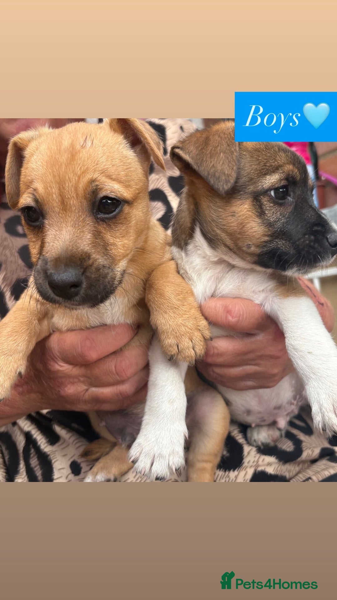 Jack Russell dogs for sale: Jack Russell puppies 2 girls left!!! in Aldershot - Image 2