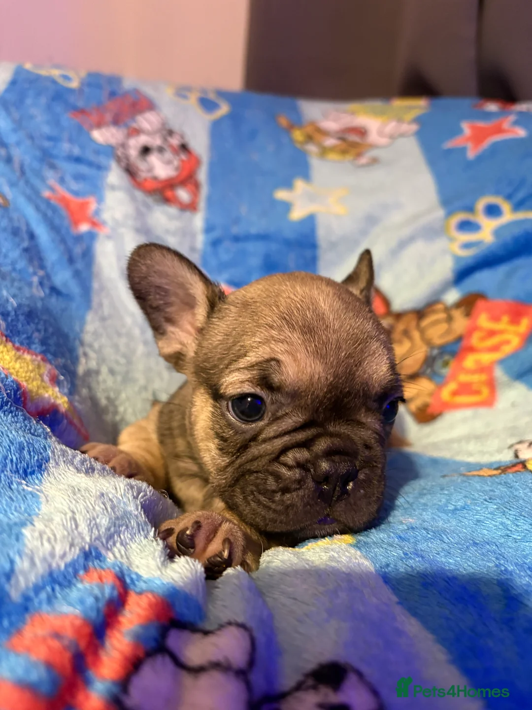 French Bulldog dogs for sale: French Bulldog Puppies - Advert 25