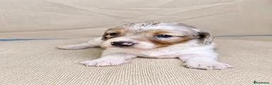 Miniature Dachshund 4