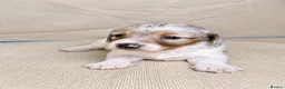 Miniature Dachshund dogs for sale: 3 stunning long haired miniature dachshunds - Advert 13