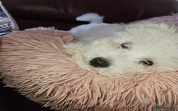 Bichon Frise dogs for sale: Bichon frise puppy 1 boy  - Image 6