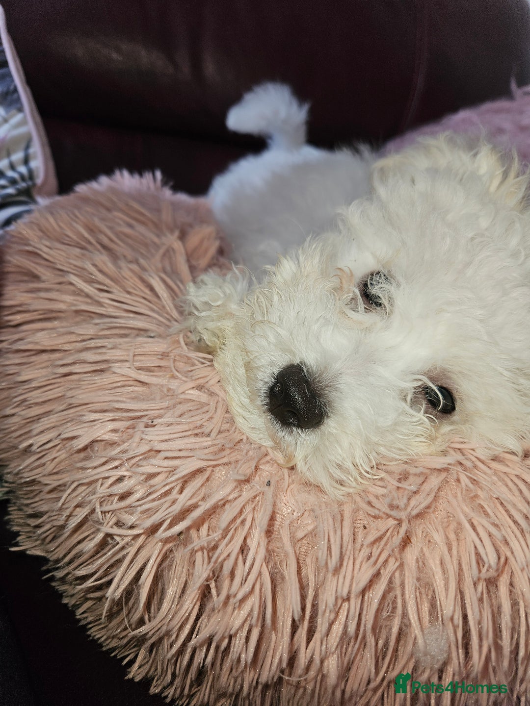 Bichon Frise dogs for sale: Bichon frise puppy 1 boy  - Image 6