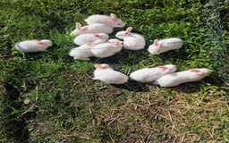 New Zealand rabbits for sale: 11 New zealand rabbits for Sale - Image 9
