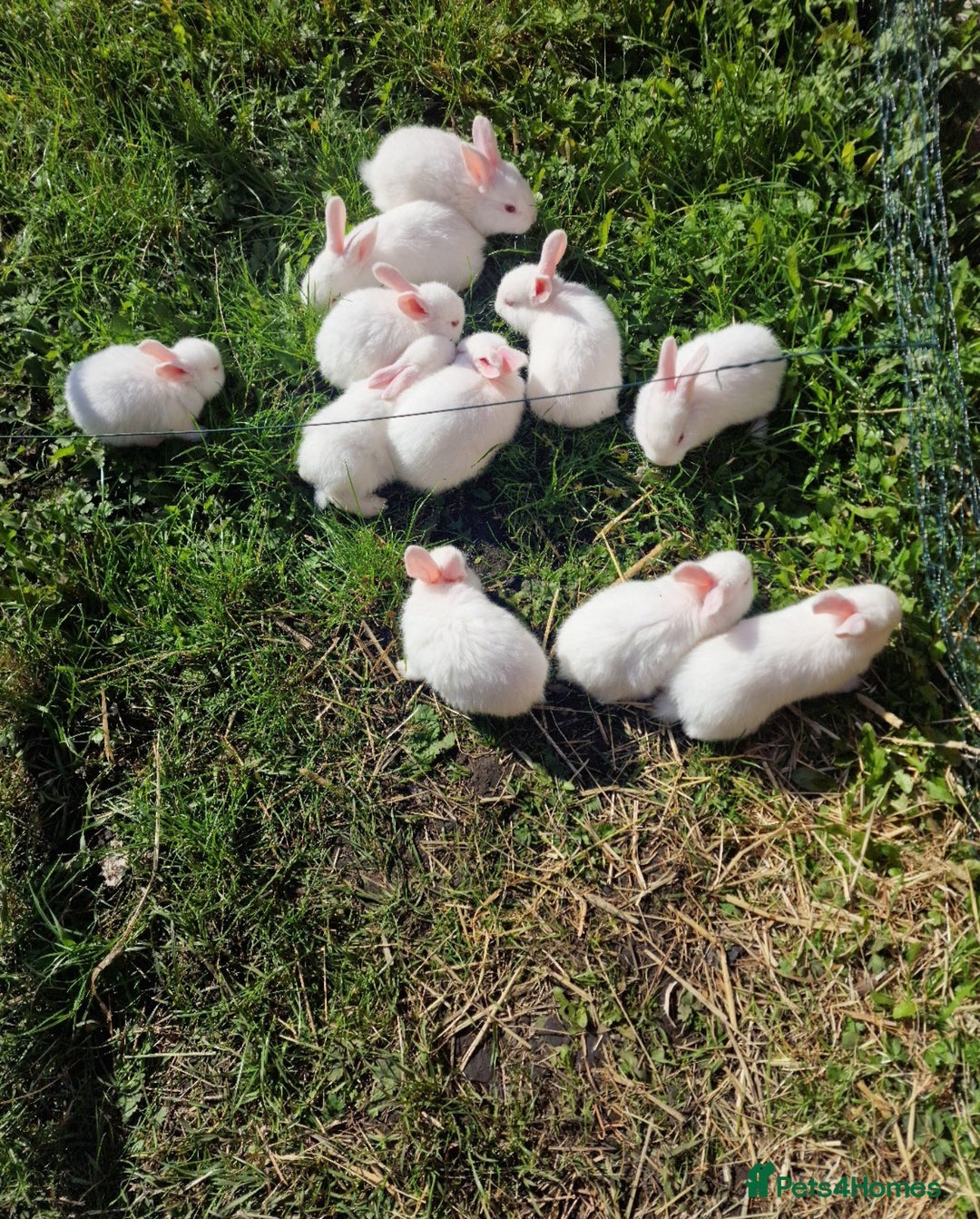 New Zealand rabbits for sale: 11 New zealand rabbits for Sale - Image 9