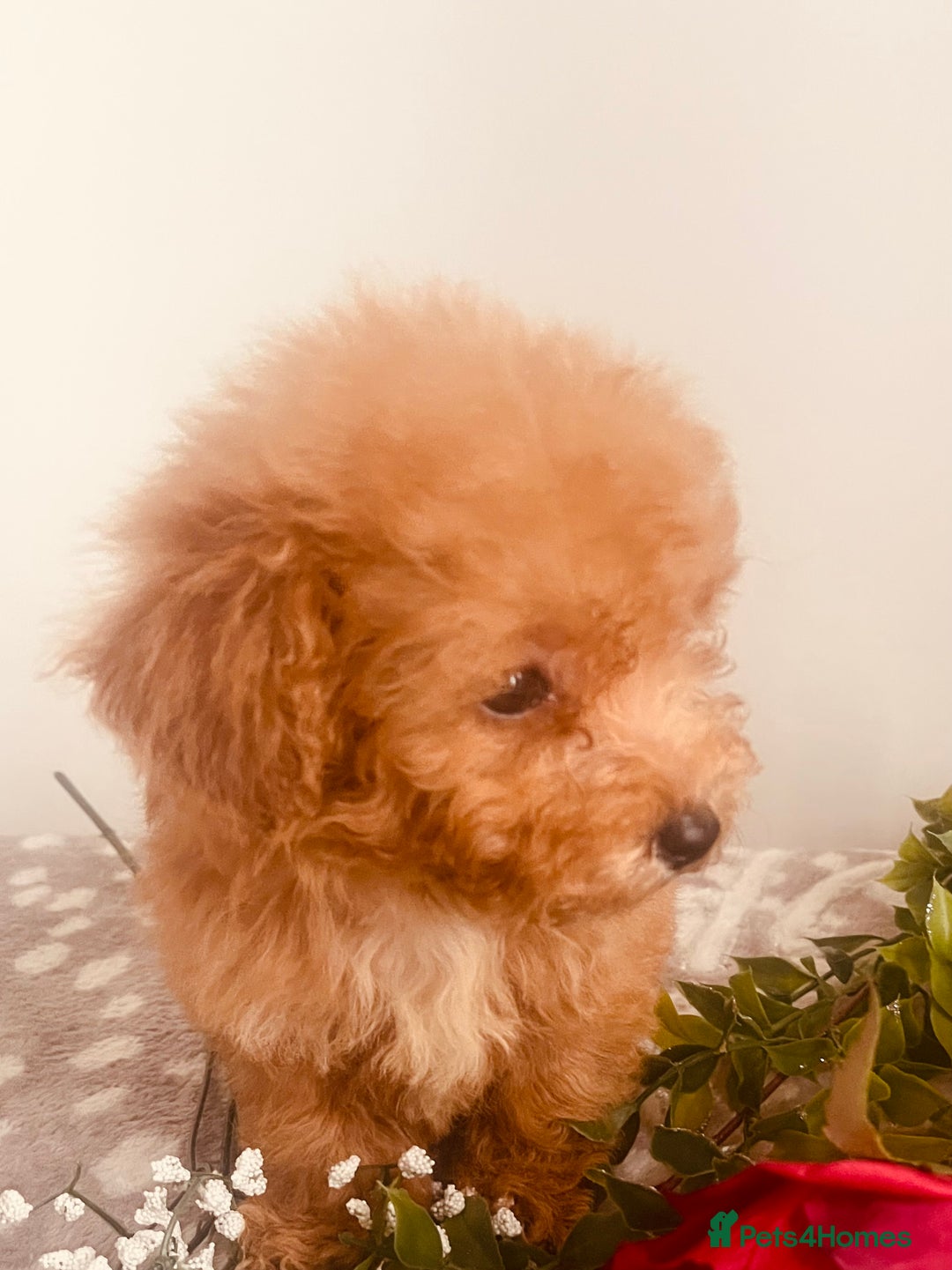 Maltipoo dogs for sale: 🐾 Two F1 Toy Maltipoo Boys Available 🐾 - Advert 10