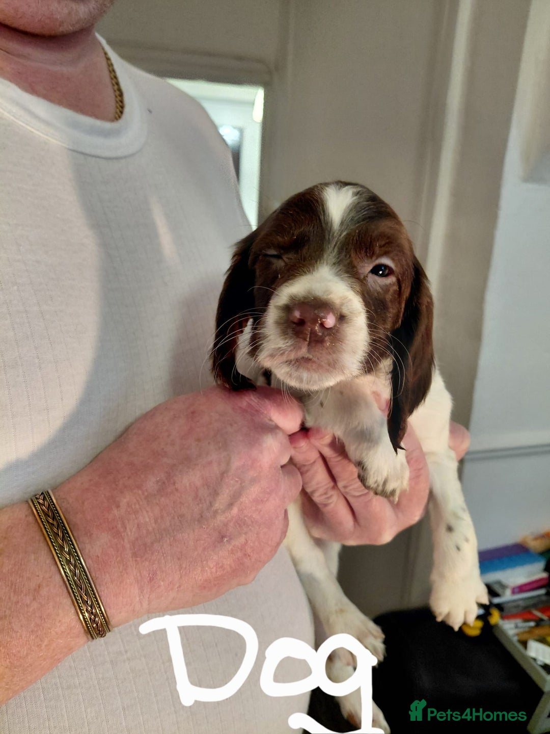 Cocker Spaniel dogs for sale: 3 little babies looking for forever homes  - Advert 5