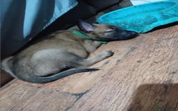 Belgian Shepherd Dog dogs for sale: Belgian malinois puppies for sale  - Image 7