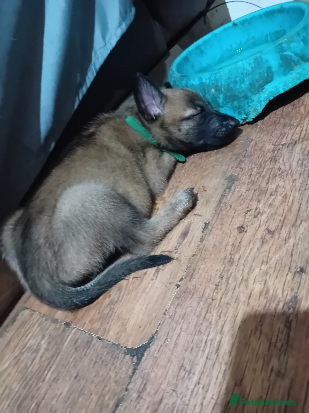 Belgian Shepherd Dog dogs for sale: Belgian malinois puppies for sale  - Image 7