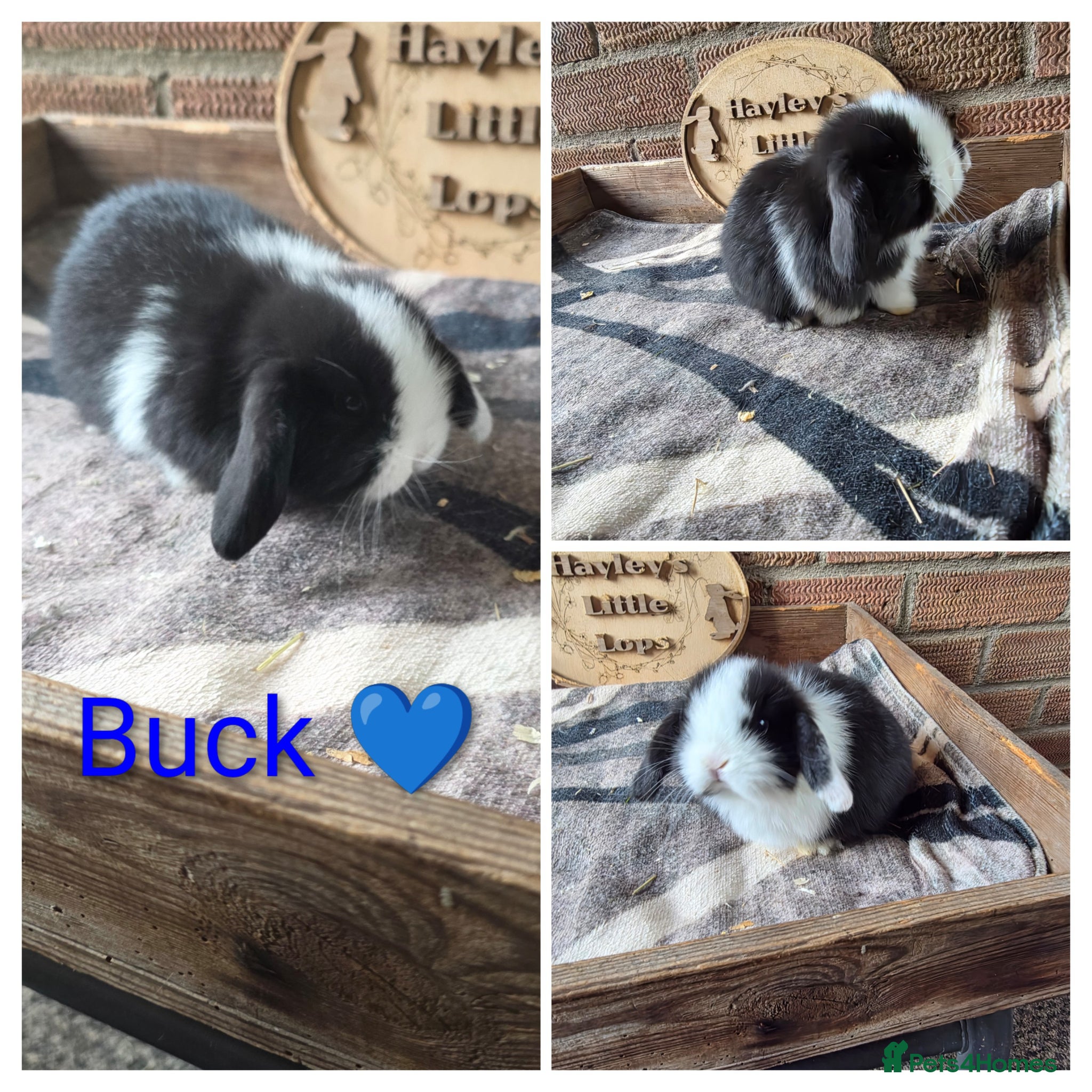 Mini Lop rabbits Gorgeous pure breed mini lops  - Advert 1