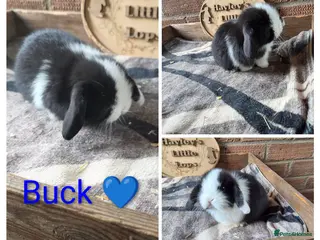 Mini Lop rabbits Gorgeous pure breed mini lops - Advert 10