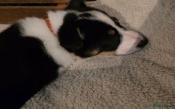 Border Collie dogs for sale: Border collie puppies - Image 6