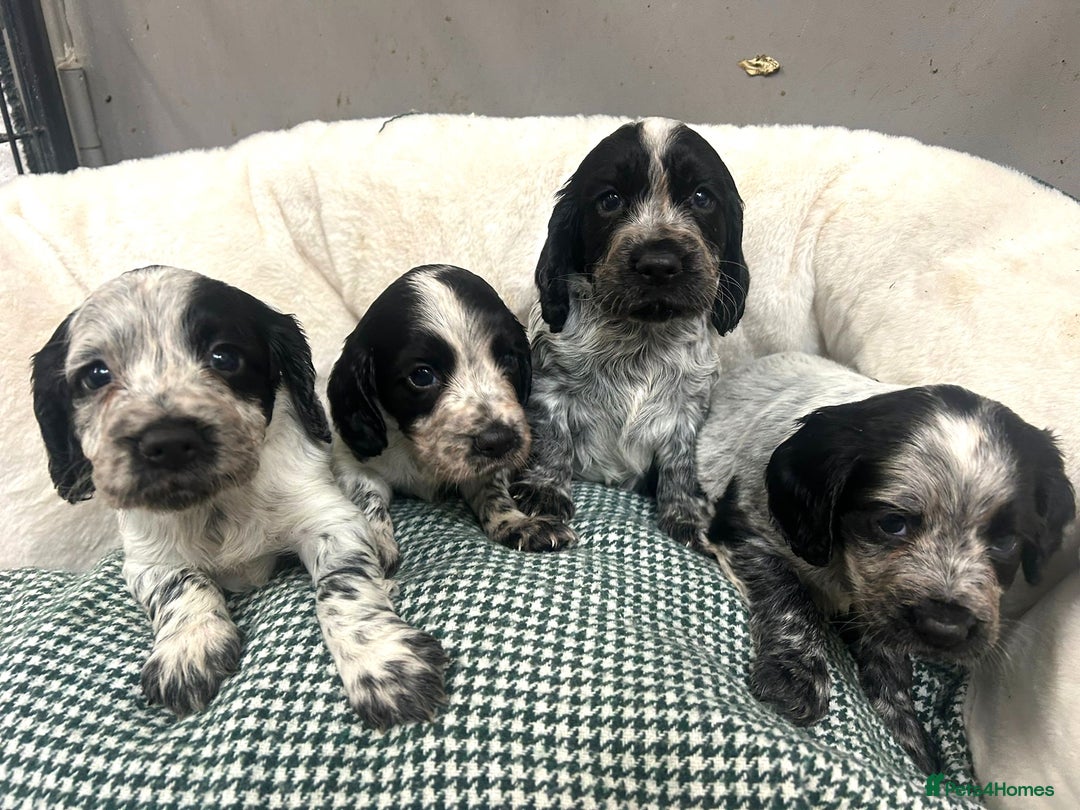 Cocker Spaniel dogs for sale: Beautiful KC Roan Working  Cocker Puppies - Image 4