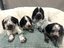 Cocker Spaniel dogs - Advert 11