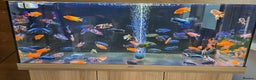 Cichlids fish for sale: Malawi peacocks and haps - Advert 4