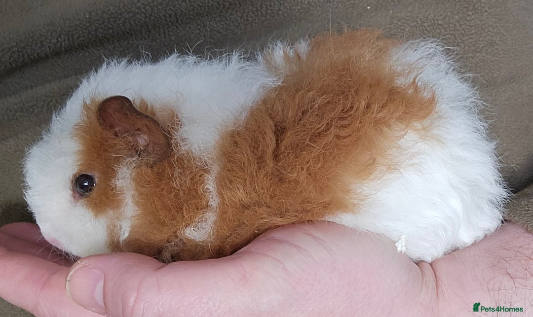 Guinea Pig rodents for sale: 7 Week Old Indoor Baby Guinea Pigs Male and Female - Image 1