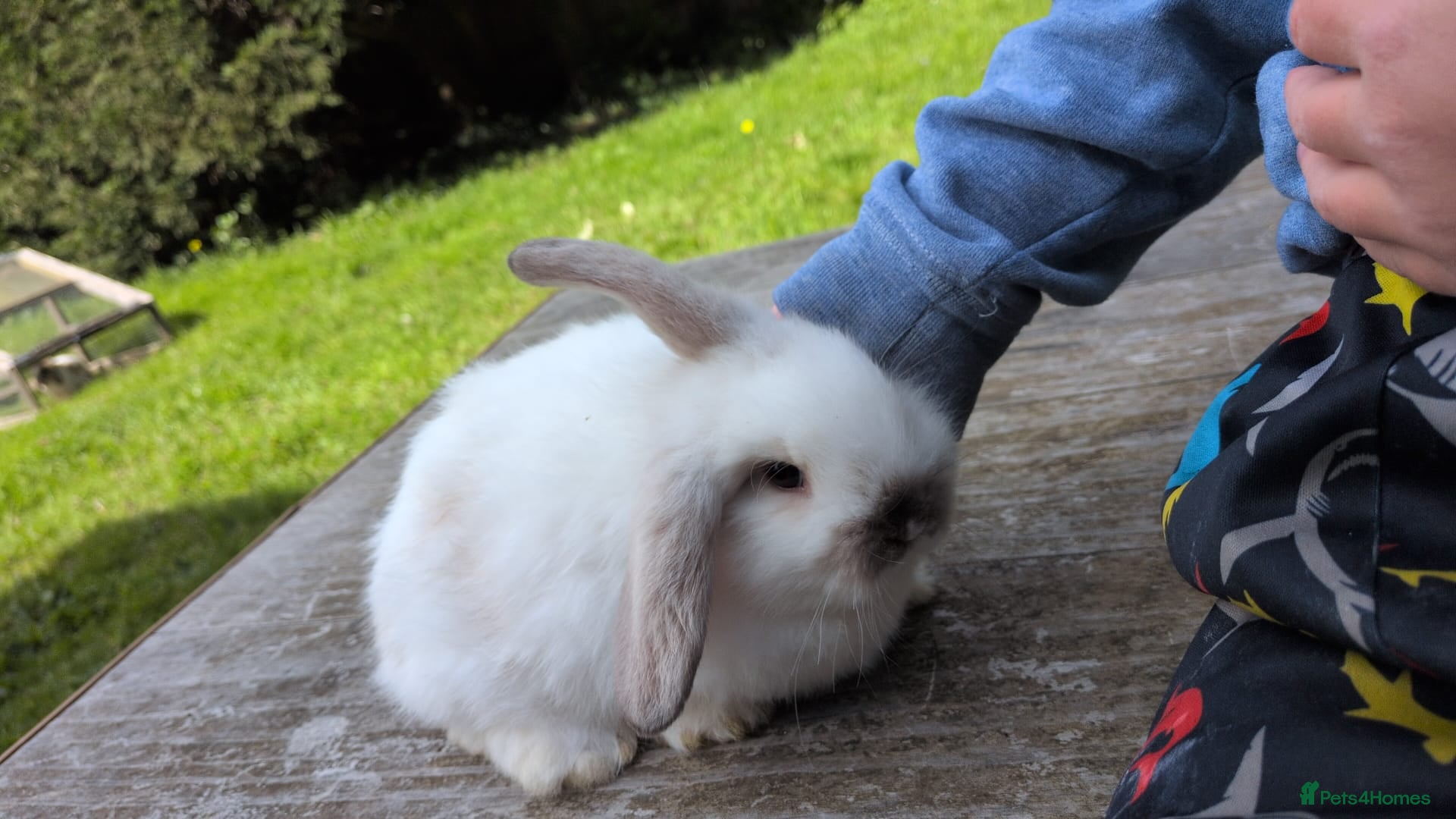 Mini Lop rabbits Mini lops Robertsbridge- very tame- 1 left! - Advert 2