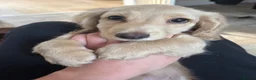 Miniature Dachshund dogs for sale: Cream Dachshunds  - Advert 2