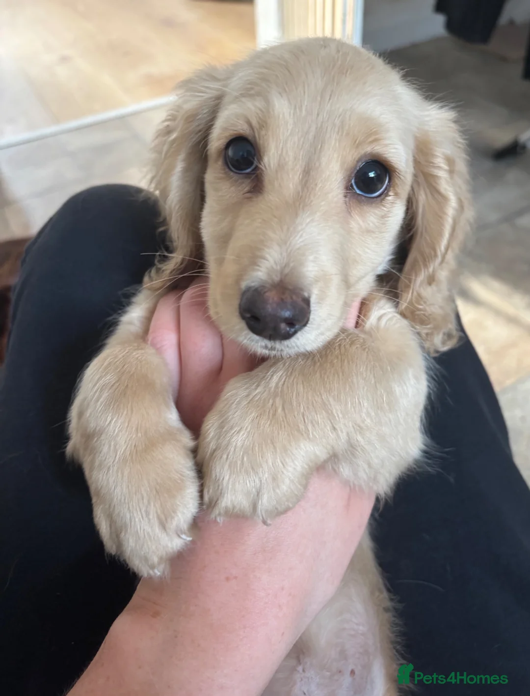 Miniature Dachshund dogs for sale: Cream Dachshunds  - Advert 2