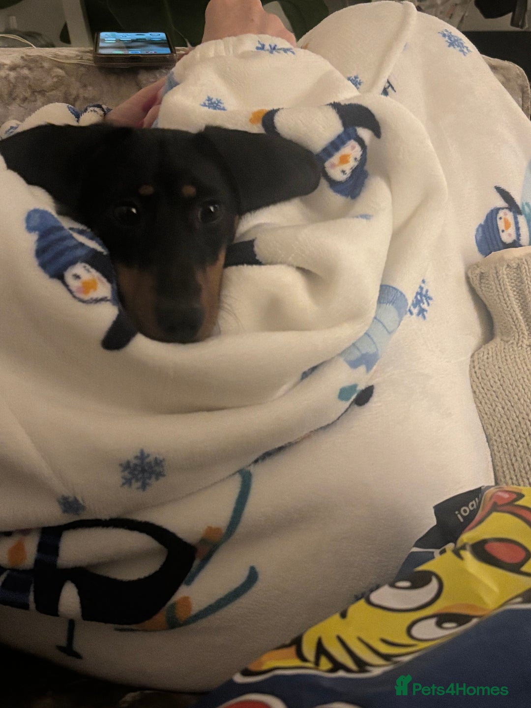 Miniature Dachshund dogs for sale: Miniature Dachshund  - Advert 8