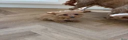 Pomapoo dogs for sale: Pomapoo puppies  - Advert 4